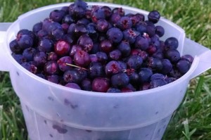 Juneberries